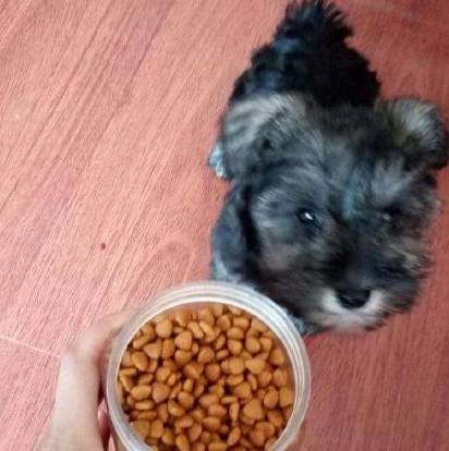 雪纳瑞是什么样的狗狗?优缺点分析,看完你会养吗? 雪纳瑞是什么样的狗狗?优缺点分析,看完你会养吗?