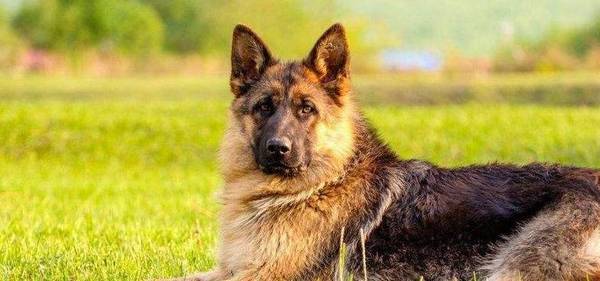 这5种狗狗,偷狗贼都不敢偷,养在家中能防小偷 这5种狗狗,偷狗贼都不敢偷,养在家中能防小偷