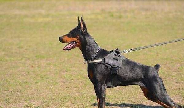 这5种狗狗,偷狗贼都不敢偷,养在家中能防小偷 这5种狗狗,偷狗贼都不敢偷,养在家中能防小偷