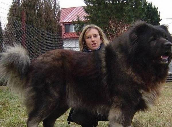 这5种狗狗,偷狗贼都不敢偷,养在家中能防小偷 这5种狗狗,偷狗贼都不敢偷,养在家中能防小偷