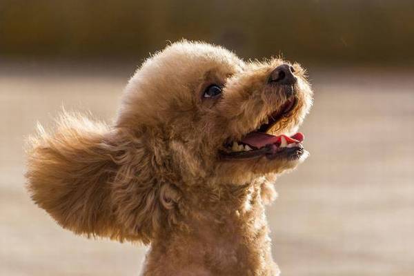 5种最有名气的小狗,最终一种被禁养,看看有你家的狗吗? 5种最有名气的小狗,最终一种被禁养,看看有你家的狗吗?