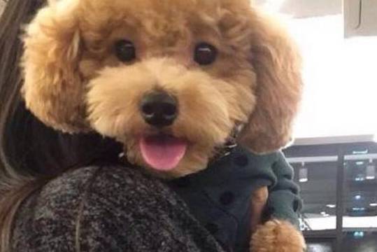 新手养狗,牢记老司机口中养狗的秘诀,终身使用 新手养狗,牢记老司机口中养狗的秘诀,终身使用