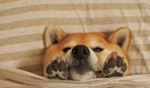 新手养狗,牢记老司机口中养狗的秘诀,终身使用 新手养狗,牢记老司机口中养狗的秘诀,终身使用