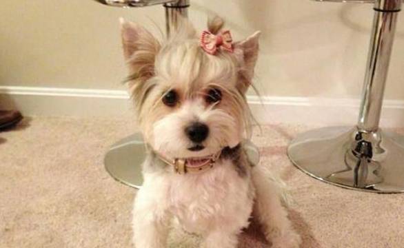 哪些种类的狗合适在住宅小区居住的人养?铲屎官:这5种很合适 哪些种类的狗合适在住宅小区居住的人养?铲屎官:这5种很合适