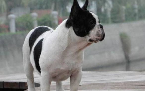 哪些种类的狗合适在住宅小区居住的人养?铲屎官:这5种很合适 哪些种类的狗合适在住宅小区居住的人养?铲屎官:这5种很合适