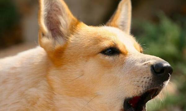 狗狗有哪些不良习惯呢?第4条你们家狗很有可能也是有 狗狗有哪些不良习惯呢?第4条你们家狗很有可能也是有