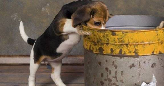 狗狗有哪些不良习惯呢?第4条你们家狗很有可能也是有 狗狗有哪些不良习惯呢?第4条你们家狗很有可能也是有