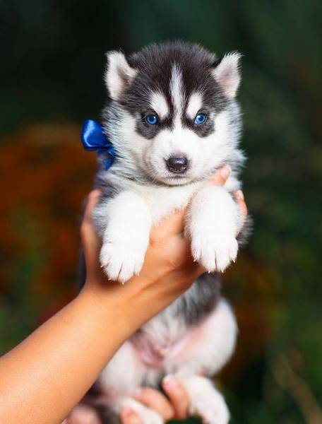 Ҳ׶˵ʿ洿֣Ҫ5㣬ƭ