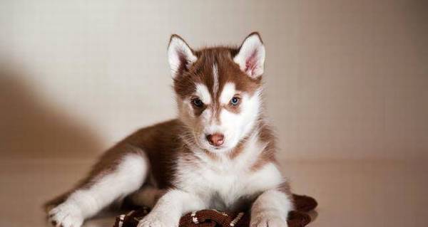 Ҳ׶˵ʿ洿֣Ҫ5㣬ƭ