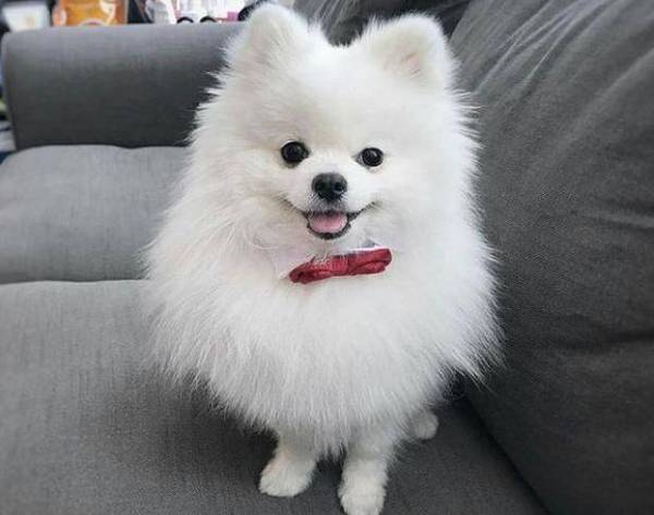 别上博美犬的外表,它的这些特点,你真的能接受吗? 别上博美犬的外表,它的这些特点,你真的能接受吗?