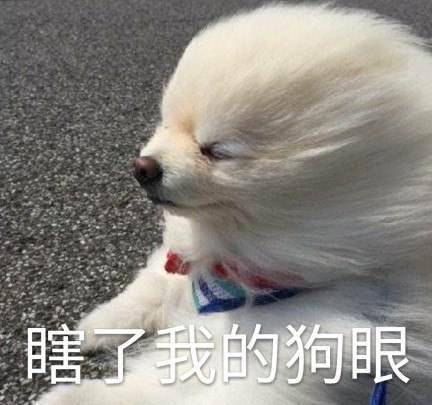 别上博美犬的外表,它的这些特点,你真的能接受吗? 别上博美犬的外表,它的这些特点,你真的能接受吗?