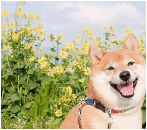 柴犬是新号秋田犬?别再傻傻的分不清楚了 柴犬是新号秋田犬?别再傻傻的分不清楚了