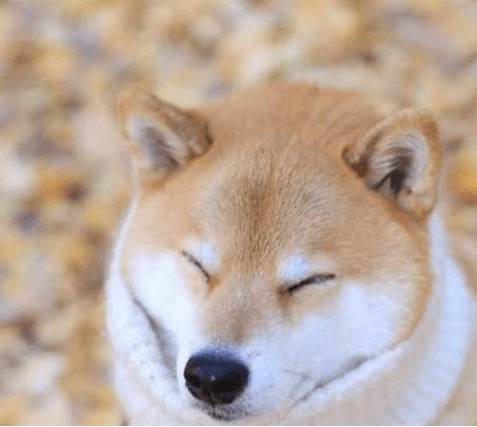 柴犬是新号秋田犬?别再傻傻的分不清楚了 柴犬是新号秋田犬?别再傻傻的分不清楚了