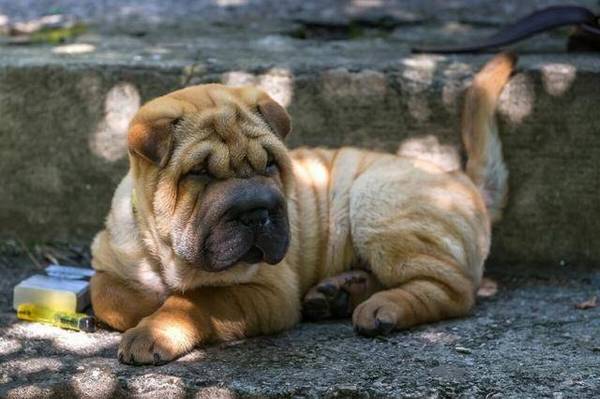 脾气非常差的几类狗狗,让主人家心寒,有你们家的吗 脾气非常差的几类狗狗,让主人家心寒,有你们家的吗