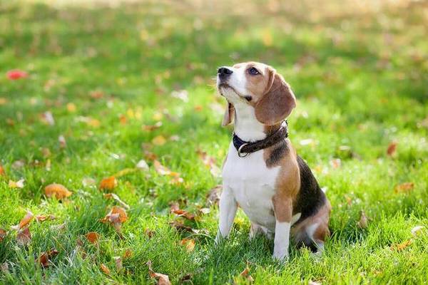 脾气非常差的几类狗狗,让主人家心寒,有你们家的吗 脾气非常差的几类狗狗,让主人家心寒,有你们家的吗
