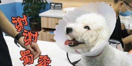 在比熊狗之前,你应该知道这些事情,以免抱怨! 在比熊狗之前,你应该知道这些事情,以免抱怨!