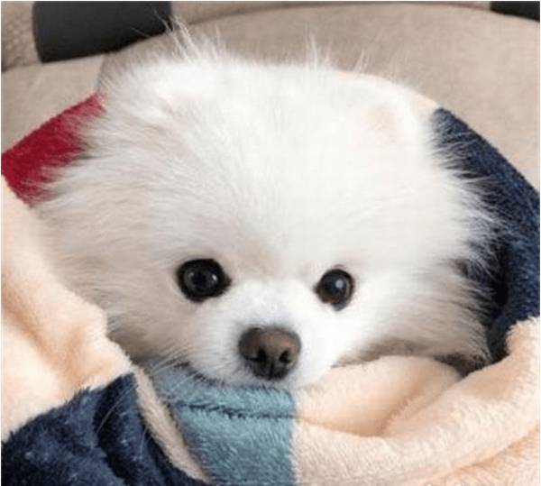 狗狗干咳,干呕并且有咔咔咔的响声 狗狗干咳,干呕并且有咔咔咔的响声