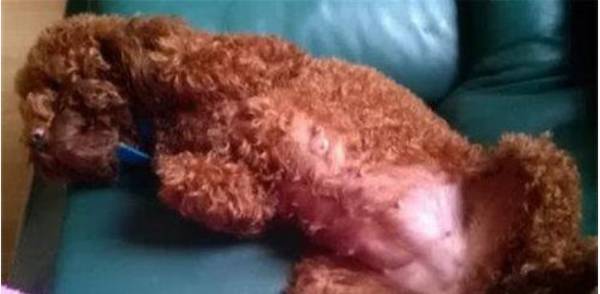 狗狗怀孕几个月生? 狗狗怀孕几个月生?