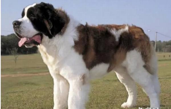 圣伯纳犬是不是必须绝育给圣伯纳绝育的优点和缺点 圣伯纳犬是不是必须绝育给圣伯纳绝育的优点和缺点