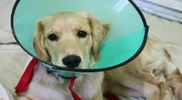 给狗狗绝育后,狗狗的5个转变,你清楚吗? 给狗狗绝育后,狗狗的5个转变,你清楚吗?