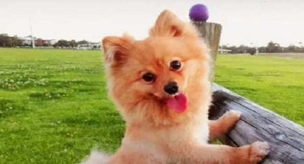 给狗狗绝育后,狗狗的5个转变,你清楚吗? 给狗狗绝育后,狗狗的5个转变,你清楚吗?