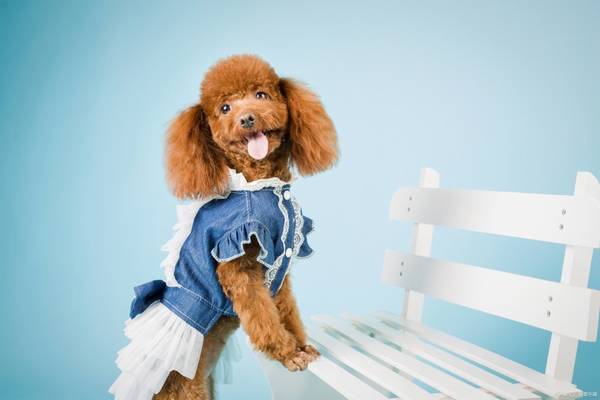 狗狗耳螨什么症状,医护方式共享 狗狗耳螨什么症状,医护方式共享