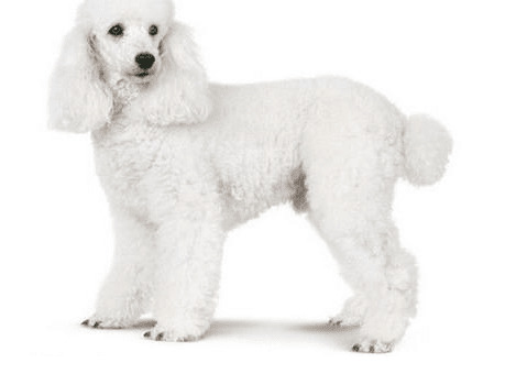 贵宾犬耳螨病症,贵宾犬耳螨的主要表现 贵宾犬耳螨病症,贵宾犬耳螨的主要表现