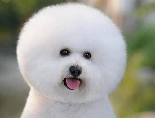 狗狗耳螨会造成 泪痕吗 狗狗耳螨会造成 泪痕吗