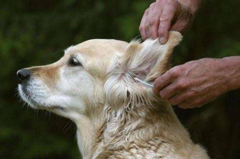 得了耳螨的狗狗,狗狗耳螨比较严重的不良影响 得了耳螨的狗狗,狗狗耳螨比较严重的不良影响