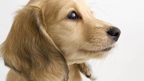 狗狗得了耳螨,狗狗耳朵痒有褐色的分泌物 狗狗得了耳螨,狗狗耳朵痒有褐色的分泌物