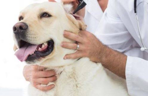 狗狗得了耳螨,狗狗耳朵痒有褐色的分泌物 狗狗得了耳螨,狗狗耳朵痒有褐色的分泌物