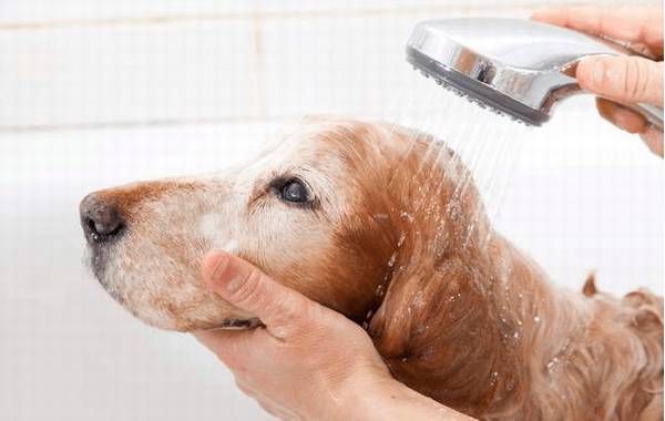 耳螨咋治?狗狗 耳螨咋治?狗狗