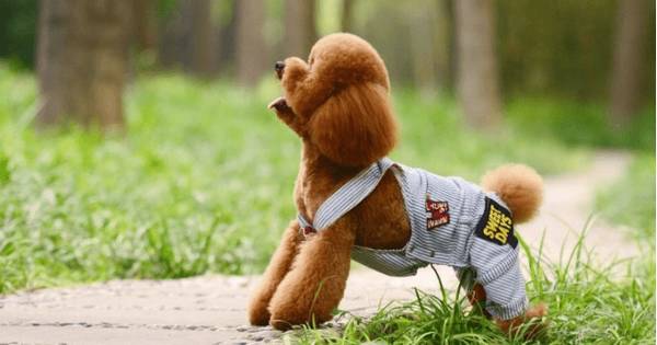 泰迪为何长耳螨,是怎么回事造成的 泰迪为何长耳螨,是怎么回事造成的