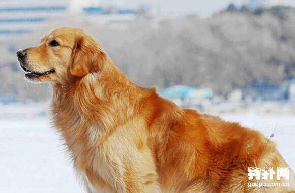 适合城市饲养的大中型犬有哪些? 适合城市饲养的大中型犬有哪些?