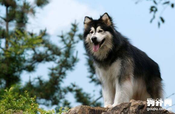适合城市饲养的大中型犬有哪些? 适合城市饲养的大中型犬有哪些?