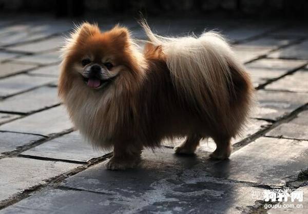 领养狗狗需要注意哪些问题 领养狗狗需要注意哪些问题