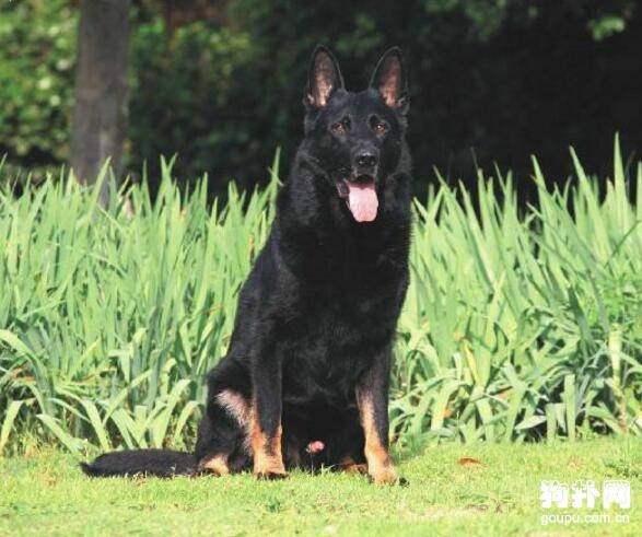 在养一只狗狗之前需要知道哪些问题 在养一只狗狗之前需要知道哪些问题