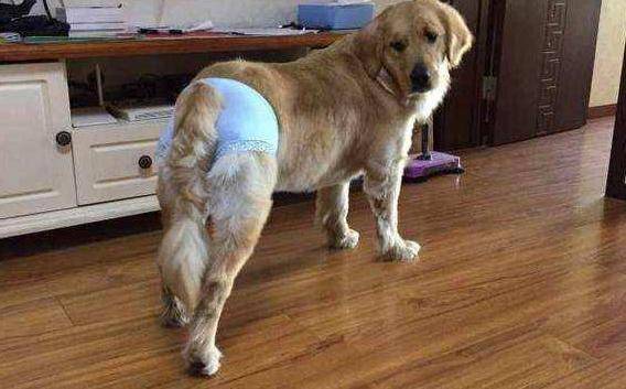 狗狗发情期有什么表现,需要注意什么? 狗狗发情期有什么表现,需要注意什么?