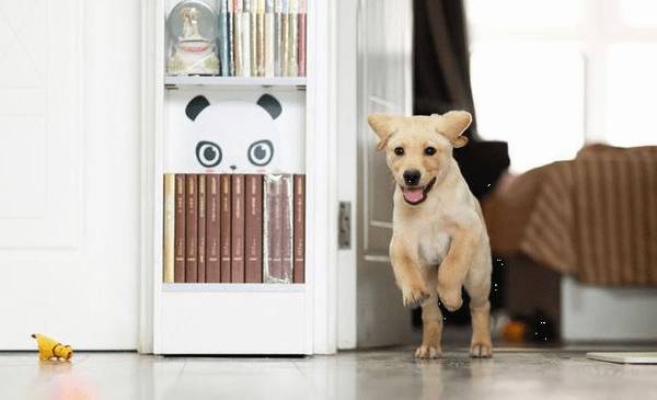 给将要养狗的盆友四条建议,协助你尽快踏入养狗之途 给将要养狗的盆友四条建议,协助你尽快踏入养狗之途