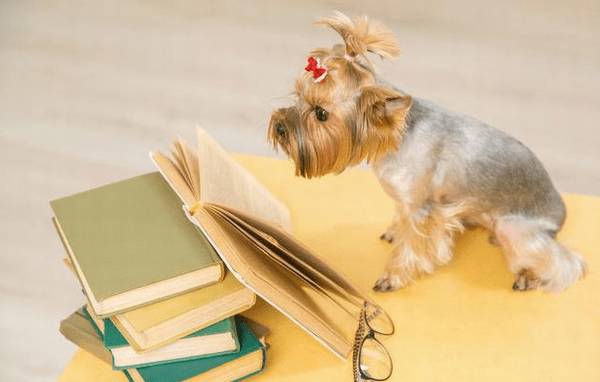 给将要养狗的盆友四条建议,协助你尽快踏入养狗之途 给将要养狗的盆友四条建议,协助你尽快踏入养狗之途