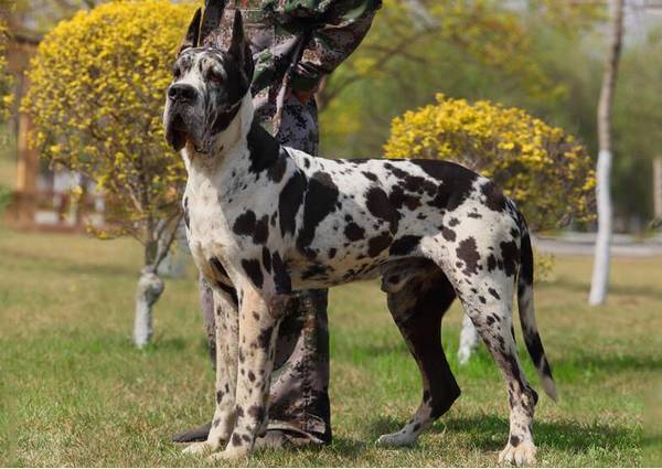 超大型犬有哪些品种 超大型犬有哪些品种
