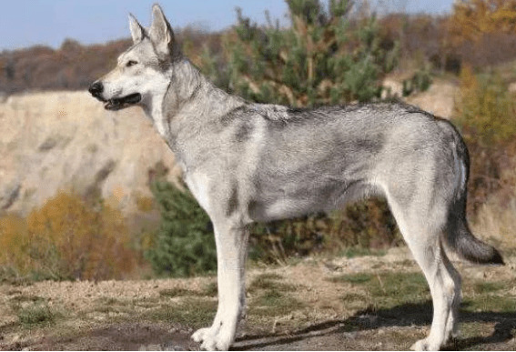 这5种狗超像狼,哈士奇入选,第五类会给你猜疑自身的双眼 这5种狗超像狼,哈士奇入选,第五类会给你猜疑自身的双眼