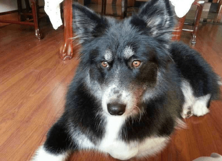 这5种狗超像狼,哈士奇入选,第五类会给你猜疑自身的双眼 这5种狗超像狼,哈士奇入选,第五类会给你猜疑自身的双眼