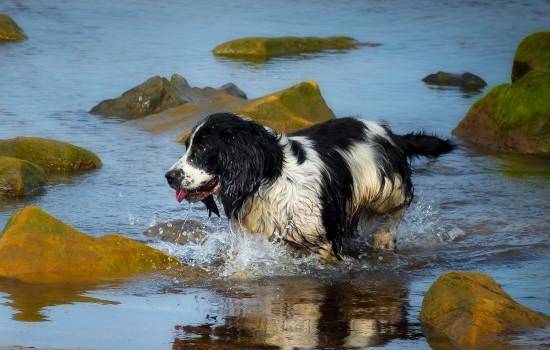 狗洗澡多久一次好什么狗最好无须冼澡 狗洗澡多久一次好什么狗最好无须冼澡
