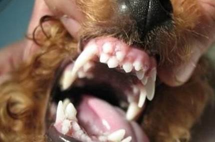 泰迪犬“最脏”的6个位置,你都是有洗干净吗? 泰迪犬“最脏”的6个位置,你都是有洗干净吗?