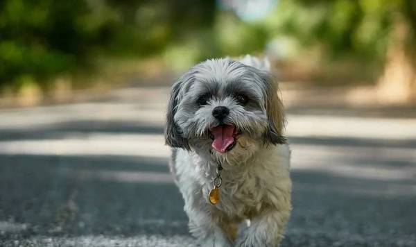 狗狗睡觉时发生抽搐,是生病了吗? 狗狗睡觉时发生抽搐,是生病了吗?