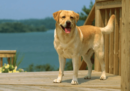 造成狗狗四肢抽搐的原因有哪些?你是否都掌握 造成狗狗四肢抽搐的原因有哪些?你是否都掌握