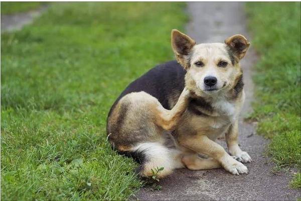 铲屎官注意!这4个要素让你狗狗得皮肤病 铲屎官注意!这4个要素让你狗狗得皮肤病