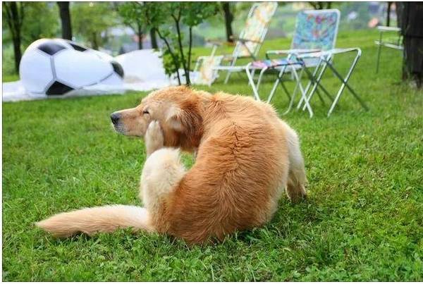 铲屎官注意!这4个要素让你狗狗得皮肤病 铲屎官注意!这4个要素让你狗狗得皮肤病