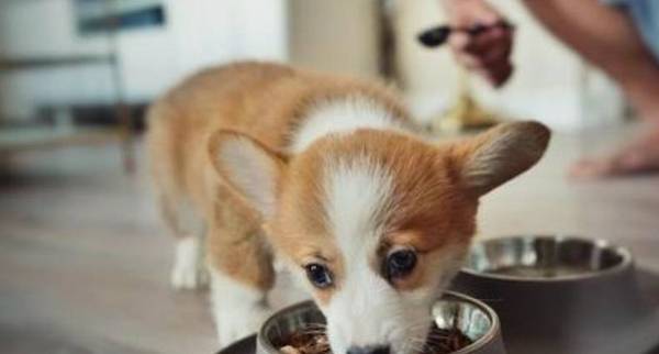 狗狗得黄疸全身变黄还有救吗 狗狗得黄疸全身变黄还有救吗